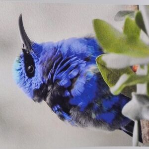 4x6 Red-Legged Honeycreeper Cute‎ Blue Bird Art Print